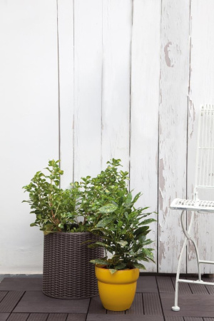 Кашпо для цветов